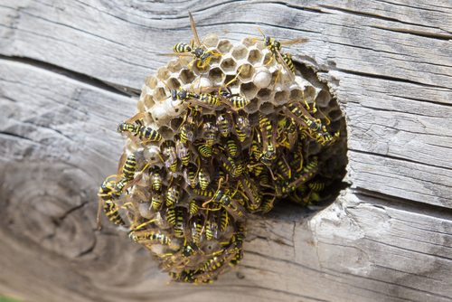 Wasp Nest Pest Control