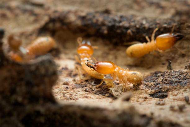 termite pest control in utah